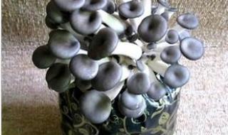 平菇窝种植方法
